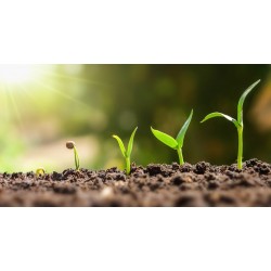 Estoque de CPRs registradas chegou a R$ 266 bilhões